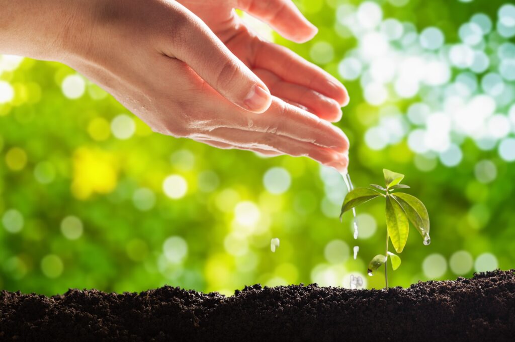 Hands watering a young seedling sprouting from the soil
